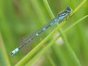 Coenagrion lunulatum male-5.jpg